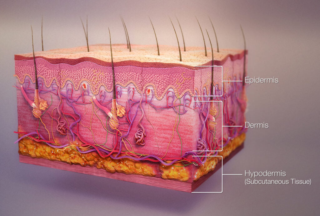 detailed diagram showing three layers of human skin-epidermis_dermis_and hypodermis