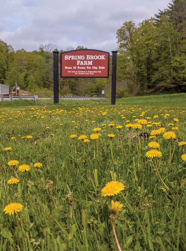 Dandelions
