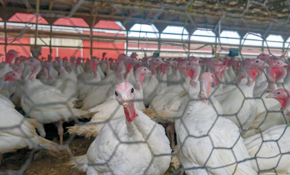 Turkeys in barn
