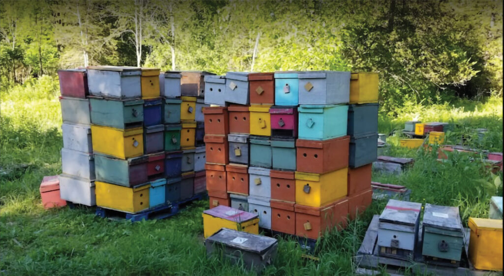 HIves